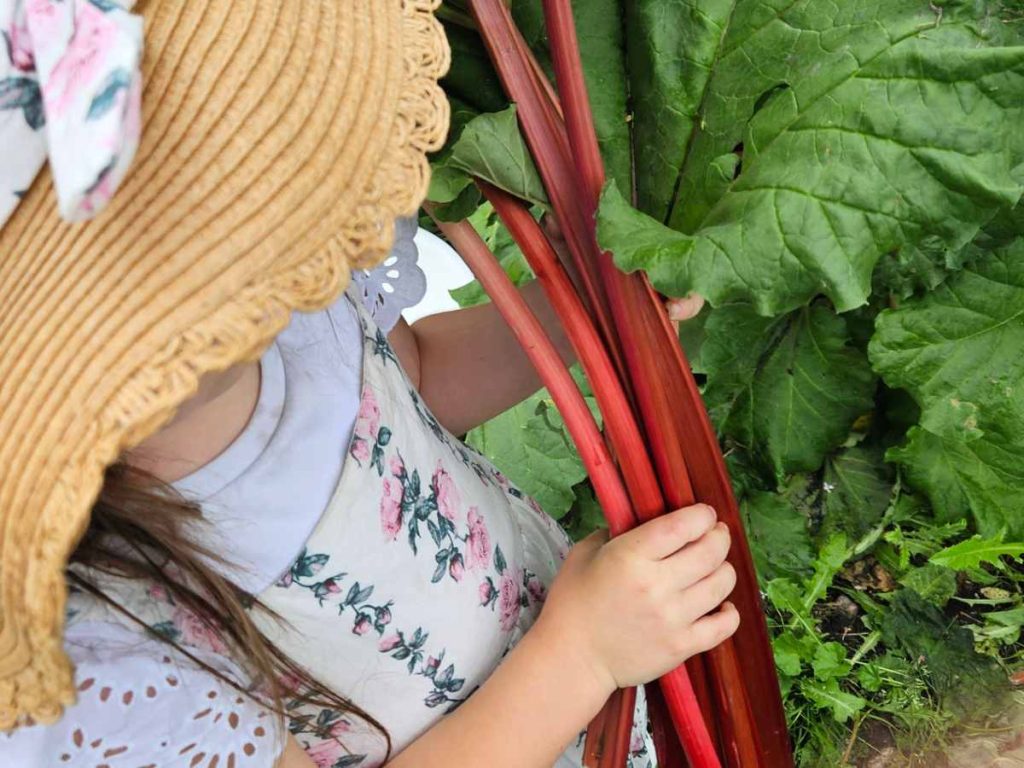 girl in hat picking fresh rhubarb from garden